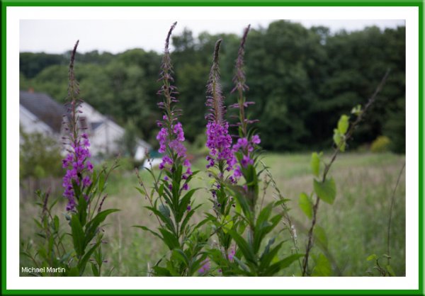 Rosebay Willow Herb