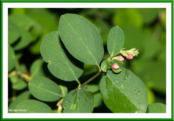 Snowberry