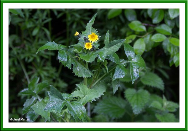 Sow thistle or Hawksbeard