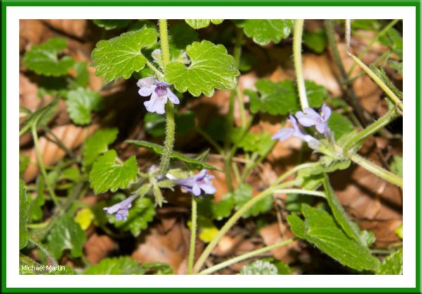Speedwell