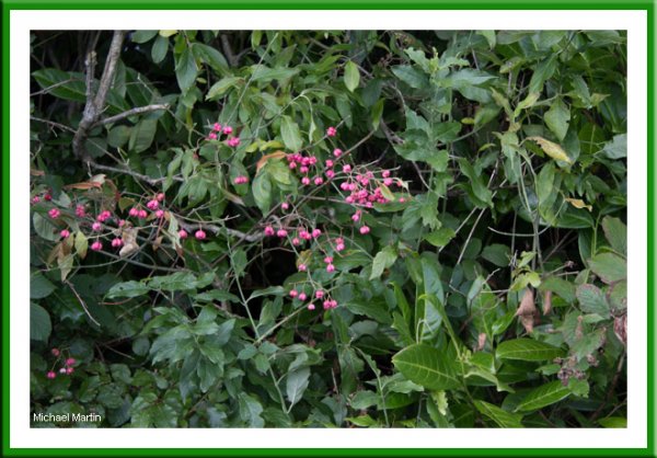 Spindle tree