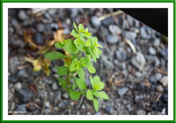 Spurge