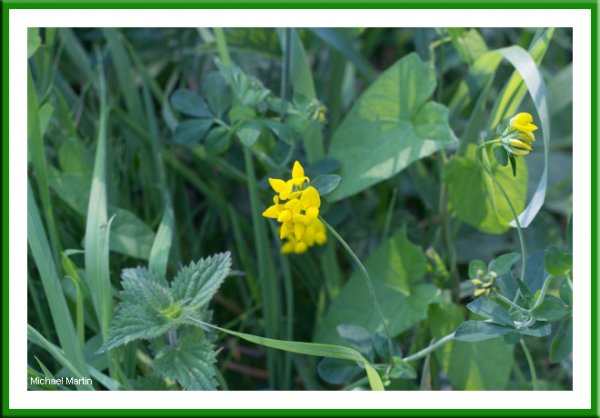 Trefoil