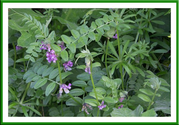 Vetch