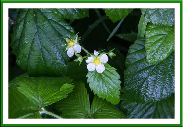 Wild strawberry