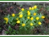 Aconite