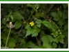 Avens Herb Bennet