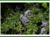 Bluebell