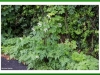 Cow parsley