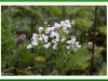 Cuckoo flower