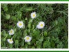 Daisies