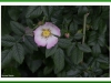 Dog rose