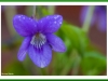 Dog violet