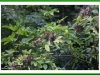 Elderberry