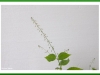 Enchanters nightshade