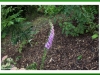Foxglove