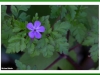 Geranium blue