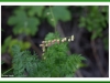 Geranium