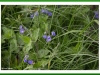 Germander speedwell