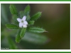 Goose grass