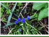 Grape Hyacinth