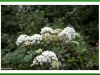 Ground Elder maybe