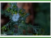 Groundsel