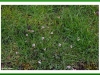 Hairy bittercress