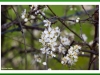 Hawthorn