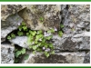 Ivy leafed toad flax