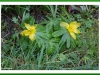 Lesser celadine