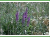 Loosestrife