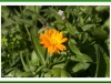 Marigold