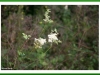 Meadowsweet