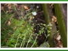 Nipplewort