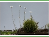Ox eye daisy