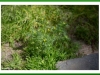 Pineapple weed