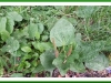 Plantain