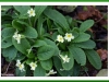Primrose