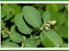 Snowberry