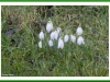 Snowdrops