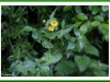 Sow thistle or Hawksbeard
