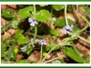 Speedwell