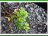 Spurge