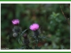 Thistle