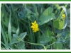 Trefoil