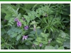 Vetch