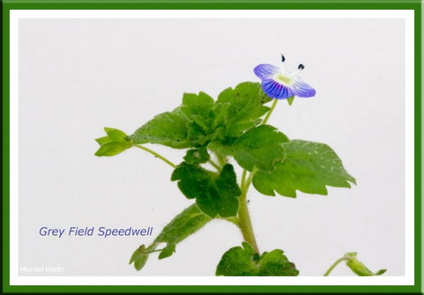 Grey Field Speedwell