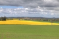 Fields in Roscat