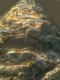 Dublin mountains?